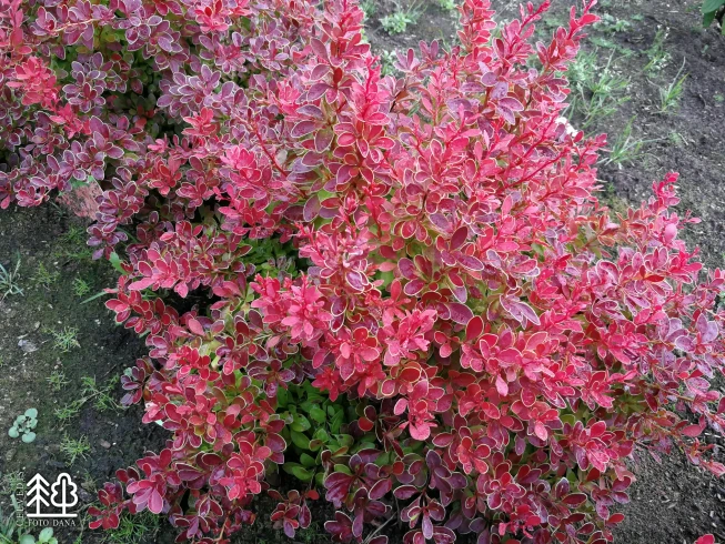Berberis thunbergii   'Maja' = 'Coral'